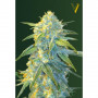 Насіння конопель Auto NORTHERN LIGHT від Victory Seeds у Smartshop-smartshop.ua®