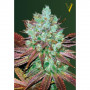 Cannabis seeds Auto NHL DIESEL from Victory Seeds at Smartshop-smartshop.ua®