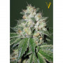 Cannabis seeds Auto OG KUSH from Victory Seeds at Smartshop-smartshop.ua®