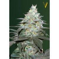 Auto ORIGINAL BERRY - Victory Seeds