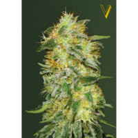 Auto ORIGINAL LIMONADE SKUNK - Victory Seeds