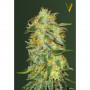 Cannabis seeds Auto ORIGINAL LIMONADE SKUNK from Victory Seeds at Smartshop-smartshop.ua®