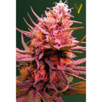 Auto SEEMANGO - Victory Seeds