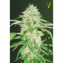 Cannabis seeds Auto SUPER MAZAR from Victory Seeds at Smartshop-smartshop.ua®