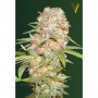 Cannabis seeds Auto SUPER EXTRA SKUNK from Victory Seeds at Smartshop-smartshop.ua®