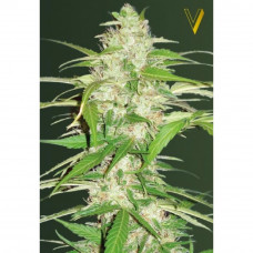 Auto ULTRA POWER PLANT - Victory Seeds