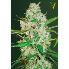 Auto RED RUSSIAN XXL - Victory Seeds