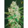 Насіння конопель Auto RED RUSSIAN XXL від Victory Seeds у Smartshop-smartshop.ua®