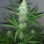 Семена конопли Auto Big Demon от Divine Seeds - Smartshop-smartshop.ua®
