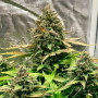 Семена конопли Auto Bruce Banner от Marley Seedbank - Smartshop-smartshop.ua®