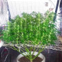 Семена конопли Auto Candy от Divine Seeds - Smartshop-smartshop.ua®