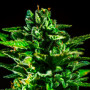 Семена конопли Auto CBD Monster от Divine Seeds - Smartshop-smartshop.ua®
