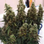 Семена конопли Auto Gagarin Fast от Marley Seedbank - Smartshop-smartshop.ua®