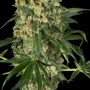 Семена конопли Auto Gagarin Fast от Marley Seedbank - Smartshop-smartshop.ua®