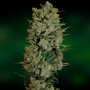 Cannabis seeds Auto NYV DIESEL from Victory Seeds at Smartshop-smartshop.ua®