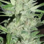 Семена конопли Auto Opium от Divine Seeds - Smartshop-smartshop.ua®