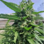 Семена конопли Auto Opium от Divine Seeds - Smartshop-smartshop.ua®