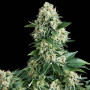 Семена конопли Auto New York Diesel Feminised Gold от Error Seeds - Smartshop-smartshop.ua®