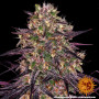 Cannabis seeds AYAHUASCA PURPLE from Barney's Farm at Smartshop-smartshop.ua®