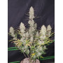 Семена каннабиса TROPICANA Cookies Auto