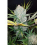 Сорт семян каннабиса Original AUTO WHITE WIDOW