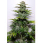 Семена каннабиса G14 Auto