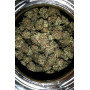 Семена каннабиса GG4 ™ (Gorilla Glue)