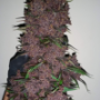 Семена каннабиса PURPLE LEMONADE Auto