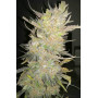 Сорт семян каннабиса Original AUTO SKUNK