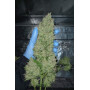 Сорт семян каннабиса Original AUTO CHEESE