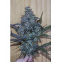 Сорт семян каннабиса Original AUTO AFGHAN KUSH