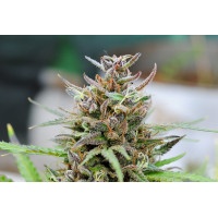 Baby Boom Auto