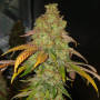 Cannabis seeds BAD AZZ KUSH from Barney's Farm at Smartshop-smartshop.ua®