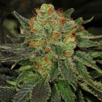 Bubble Gum