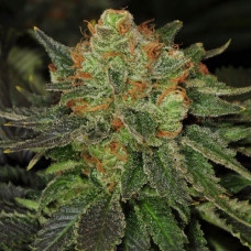 Bubble Gum
