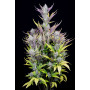 Семена каннабиса Wedding GLUE Auto