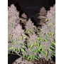Семена каннабиса LSD-25 Auto