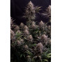 Семена каннабиса GG4 ™ (Gorilla Glue)