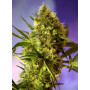 Cannabis seed variety BIG DEVIL #2 AUTO®