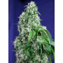 Cannabis seed variety BIG DEVIL F1 FAST VERSION®