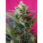 Cannabis seed variety BIG DEVIL XL AUTO®