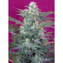 Cannabis seed variety BIG FOOT®