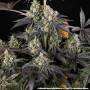 Семена каннабиса Black Cherry Gushers