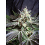 Cannabis seed variety BLACK JACK®