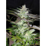 Cannabis seed variety BLACK JACK®