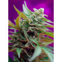 Cannabis seed variety BLACK JACK AUTO®