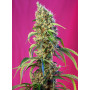 Cannabis seed variety BLACK JACK CBD®