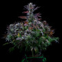 Семена конопли Black Opium от Divine Seeds - Smartshop-smartshop.ua®