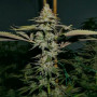 Cannabis seed variety Black Widow Feminised Silver