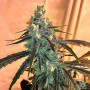 Cannabis seed variety Black Widow Feminised Silver